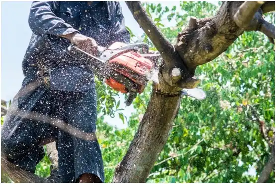 tree services Breckenridge